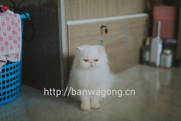 搬瓦工缺货